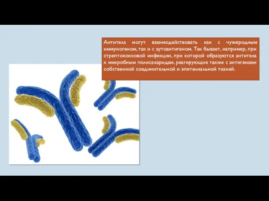 Антитела могут взаимодействовать как с чужеродным иммуногеном, так и с