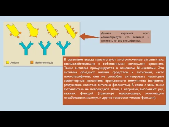 В организме всегда присутствуют многочисленные аутоантитела, взаимодействующие с собственными молекулами