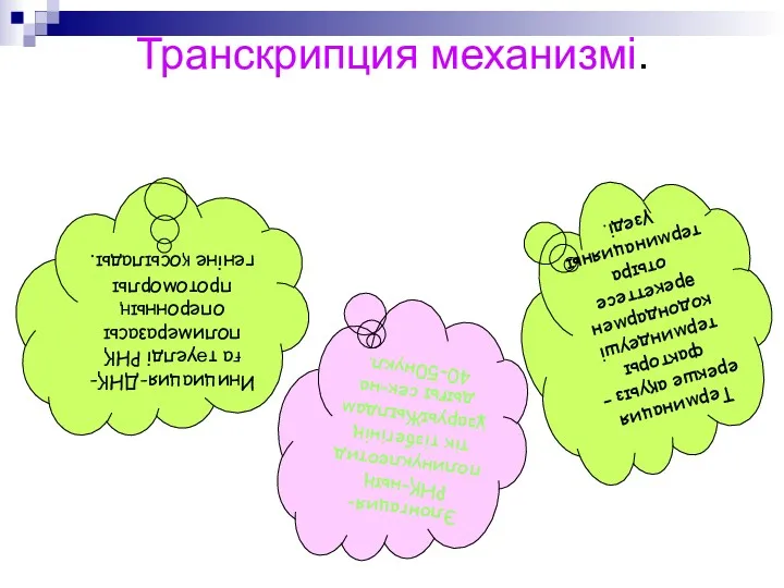 Транскрипция механизмі. Инициация-ДНҚ-ға тәуелді РНҚ полимеразасы оперонның протоморлы геніне қосылады.