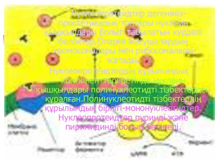 Нуклеопротеидтер дегеніміз-простетикалық топтары нуклеин қышқылдары болып табылатын күрделі белоктар.Оларға жасушалардың