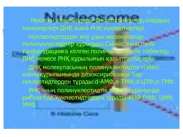 Нуклеин қышқылдары-биополпимерлер,олардың мономерлері-ДНҚ және РНҚ нуклеотидтері. Нуклеотидтерден өте ұзын молекулалар-полинуклеотидтер