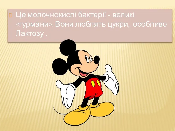 Це молочнокислі бактерії - великі «гурмани». Вони люблять цукри, особливо Лактозу .