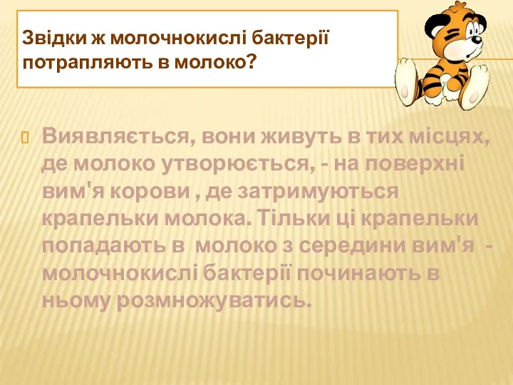 Звідки ж молочнокислі бактерії потрапляють в молоко? Виявляється, вони живуть