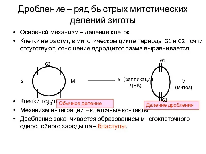 Дробление – ряд быстрых митотических делений зиготы Основной механизм –