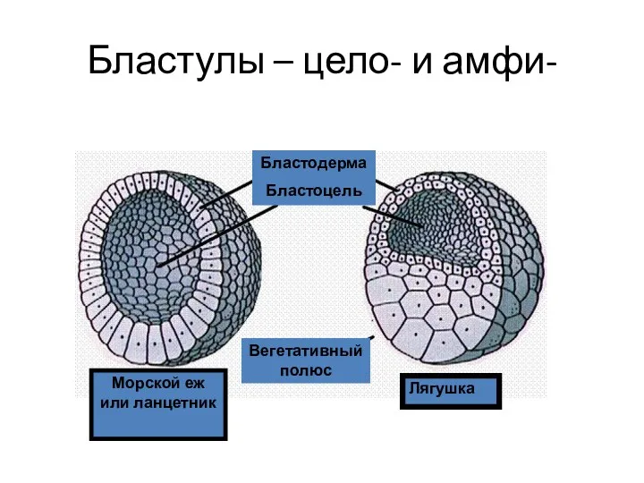 Бластулы – цело- и амфи- Морской еж или ланцетник Лягушка Вегетативный полюс Бластодерма Бластоцель