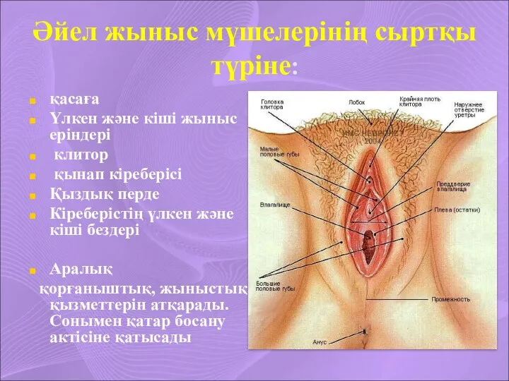 Әйел жыныс мүшелерінің сыртқы түріне: қасаға Үлкен және кіші жыныс