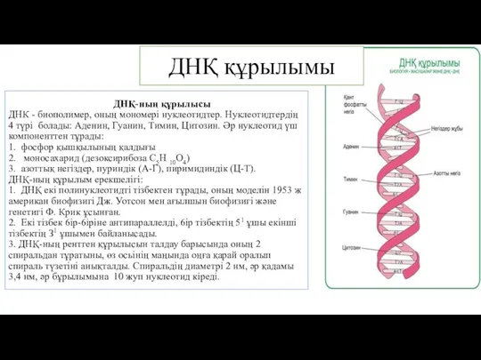 ДНҚ құрылымы ДНҚ-ның құрылысы ДНК - биополимер, оның мономері нуклеотидтер.