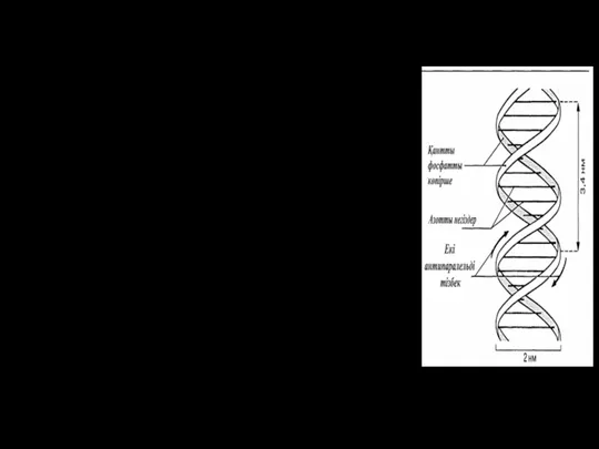 Хромосома дегеніміз – ДНҚ-ның жіпшелерінен тұратын созылыңқы тығыз денешік. Олар бірнеше бөліктерден тұрады: