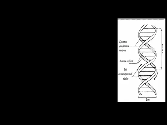 Хромосома дегеніміз – ДНҚ-ның жіпшелерінен тұратын созылыңқы тығыз денешік. Олар