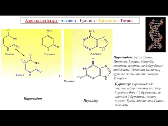 Пиримидин Пуриндер: құрамында екі сақинасы бар азотты негіздер. Олардың біреуі
