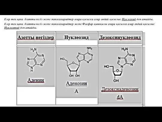 Егер тек қана Азотты негіз және моносахаридтер өзара қосылса олар