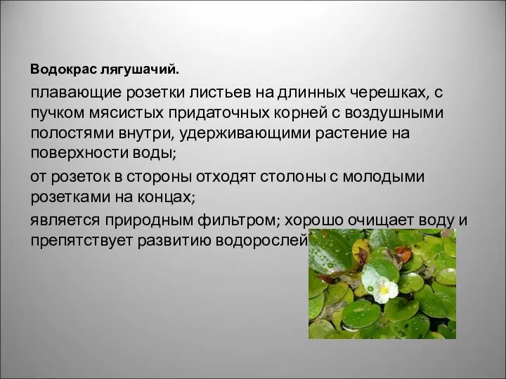 Водокрас лягушачий. плавающие розетки листьев на длинных черешках, с пучком