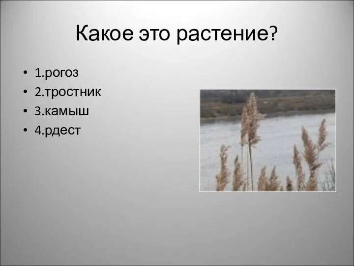 Какое это растение? 1.рогоз 2.тростник 3.камыш 4.рдест