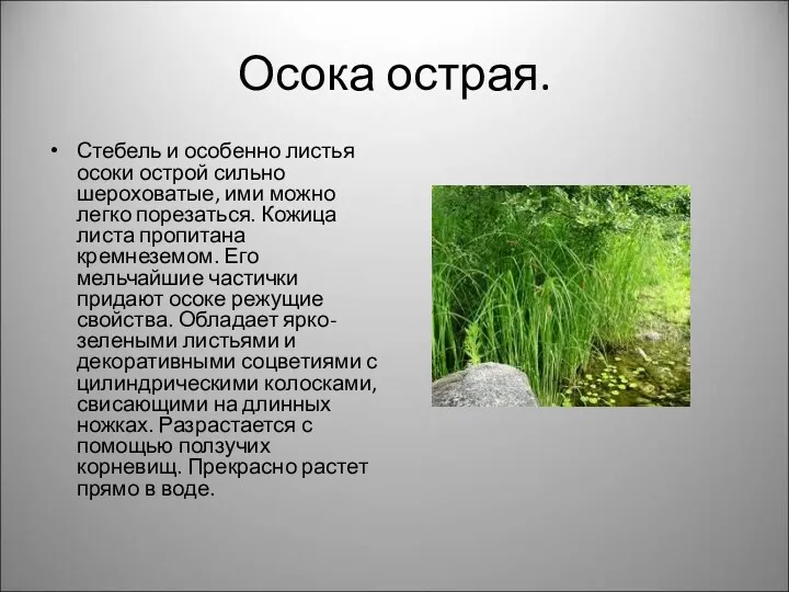 Осока острая. Стебель и особенно листья осоки острой сильно шероховатые,