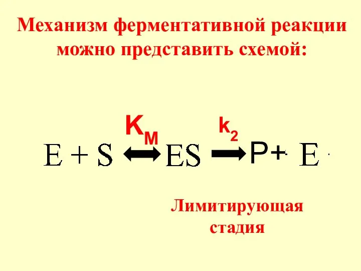 Механизм ферментативной реакции можно представить схемой: P+ KM k2 Лимитирующая стадия