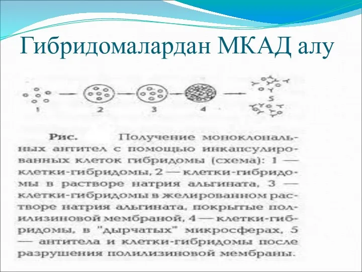 Гибридомалардан МКАД алу