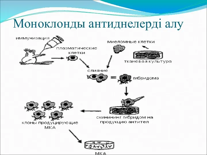 Моноклонды антиднелерді алу