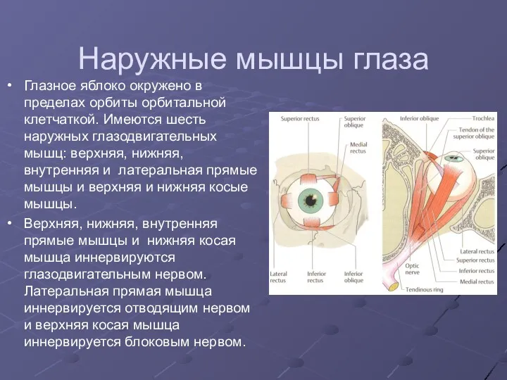 Наружные мышцы глаза Глазное яблоко окружено в пределах орбиты орбитальной