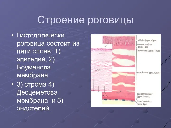 Строение роговицы Гистологически роговица состоит из пяти слоев: 1) эпителий,