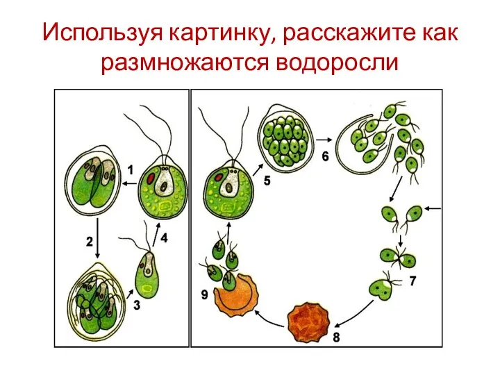 Используя картинку, расскажите как размножаются водоросли