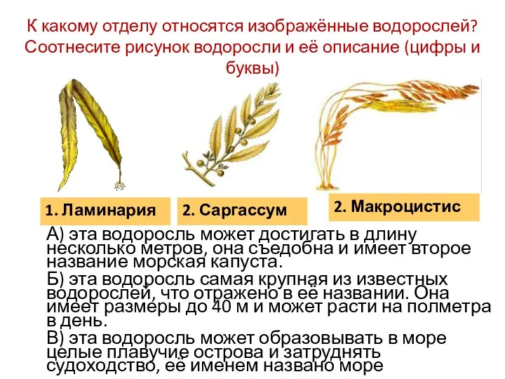 К какому отделу относятся изображённые водорослей? Соотнесите рисунок водоросли и