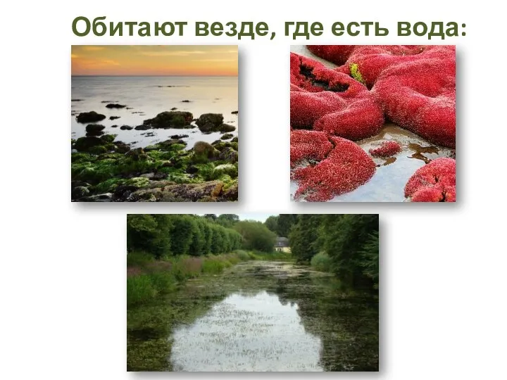 Обитают везде, где есть вода: