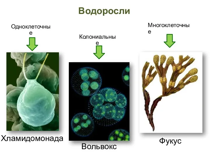 Хламидомонада Многоклеточные Колониальные Водоросли Фукус Вольвокс Одноклеточные