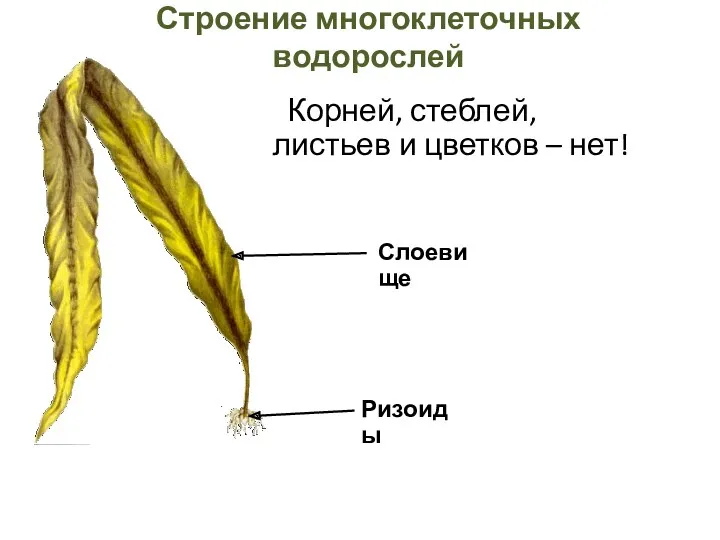 Строение многоклеточных водорослей Корней, стеблей, листьев и цветков – нет! Слоевище Ризоиды