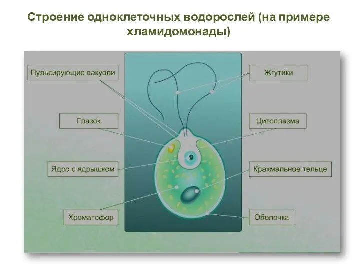 Строение одноклеточных водорослей (на примере хламидомонады)