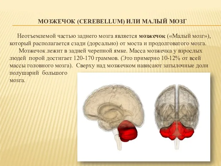 МОЗЖЕЧОК (CEREBELLUM) ИЛИ МАЛЫЙ МОЗГ Неотъемлемой частью заднего мозга является