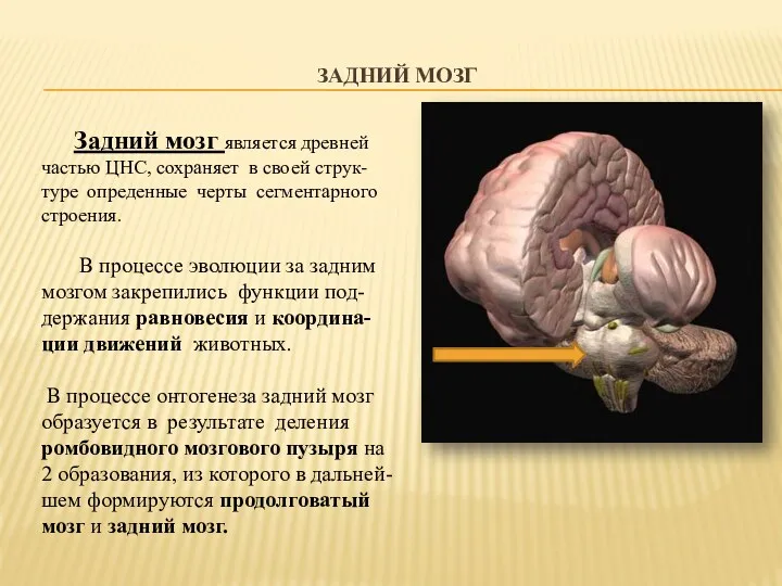 ЗАДНИЙ МОЗГ Задний мозг является древней частью ЦНС, сохраняет в
