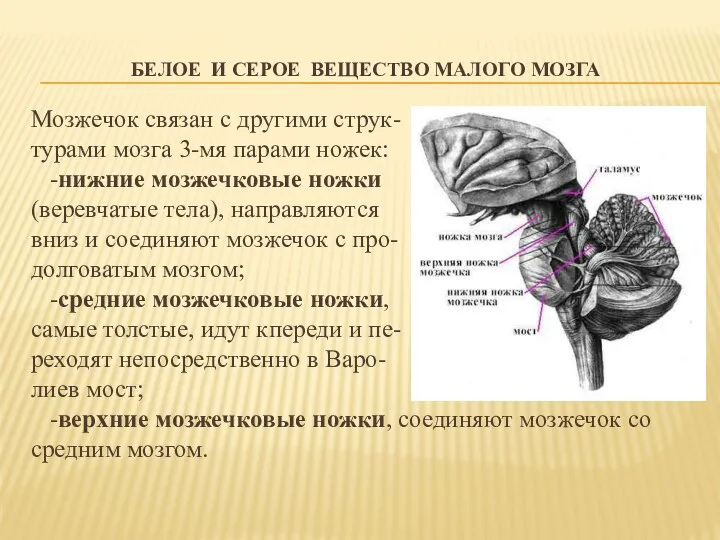 БЕЛОЕ И СЕРОЕ ВЕЩЕСТВО МАЛОГО МОЗГА Мозжечок связан с другими