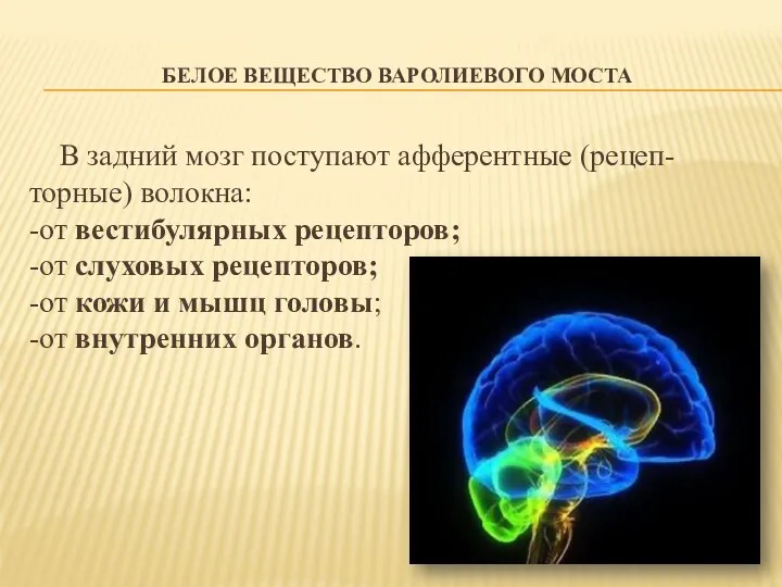 БЕЛОЕ ВЕЩЕСТВО ВАРОЛИЕВОГО МОСТА В задний мозг поступают афферентные (рецеп-