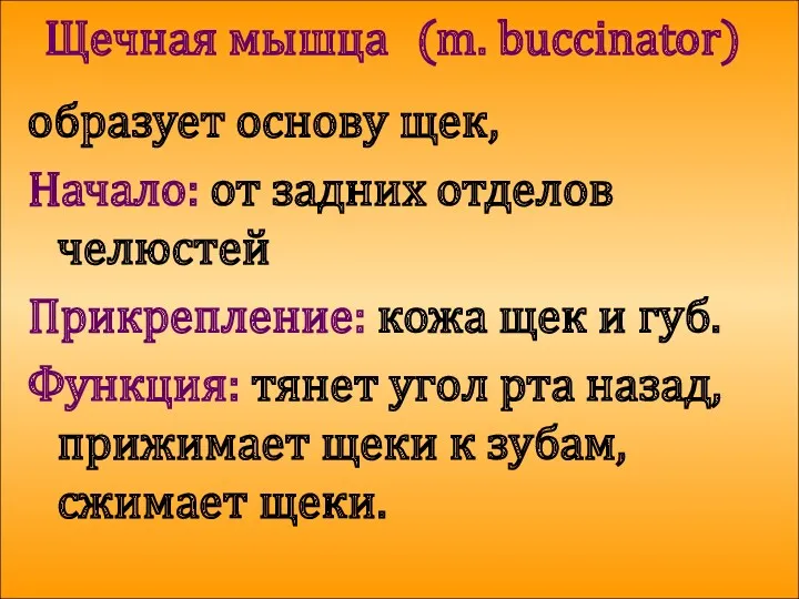 Щечная мышца (m. buccinator) образует основу щек, Начало: от задних