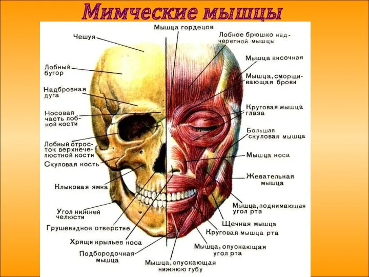 Мимческие мышцы