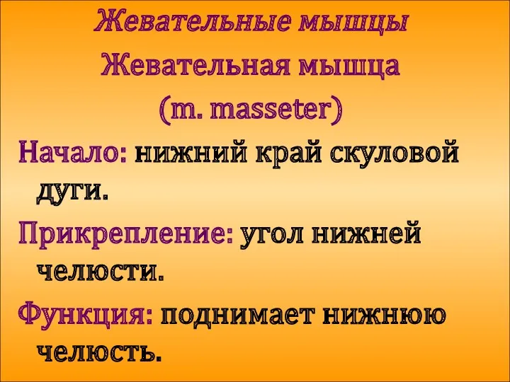 Жевательные мышцы Жевательная мышца (m. masseter) Начало: нижний край скуловой