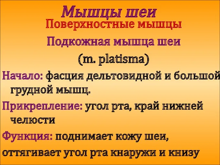 Мышцы шеи Поверхностные мышцы Подкожная мышца шеи (m. platisma) Начало: