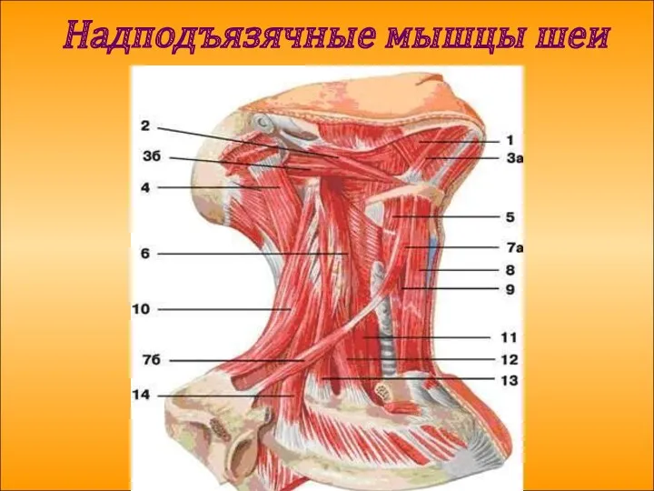 Надподъязячные мышцы шеи