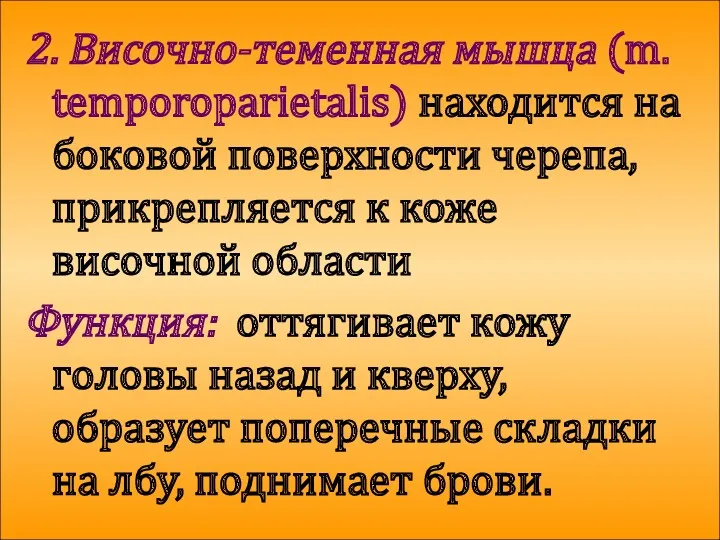 2. Височно-теменная мышца (m. temporoparietalis) находится на боковой поверхности черепа,