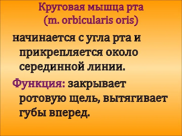 Круговая мышца рта (m. orbicularis oris) начинается с угла рта