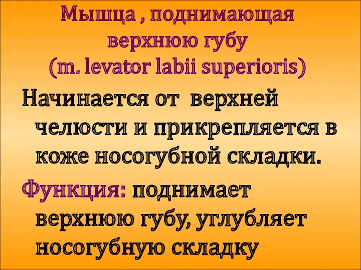 Мышца , поднимающая верхнюю губу (m. levator labii superioris) Начинается