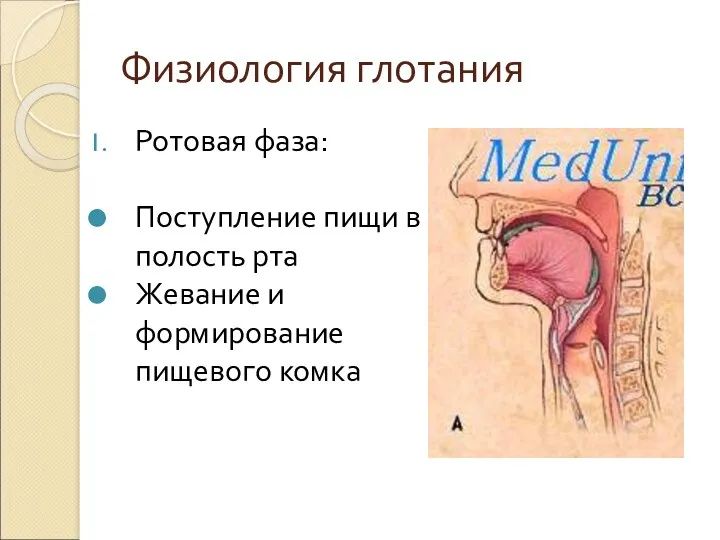 Физиология глотания Ротовая фаза: Поступление пищи в полость рта Жевание и формирование пищевого комка