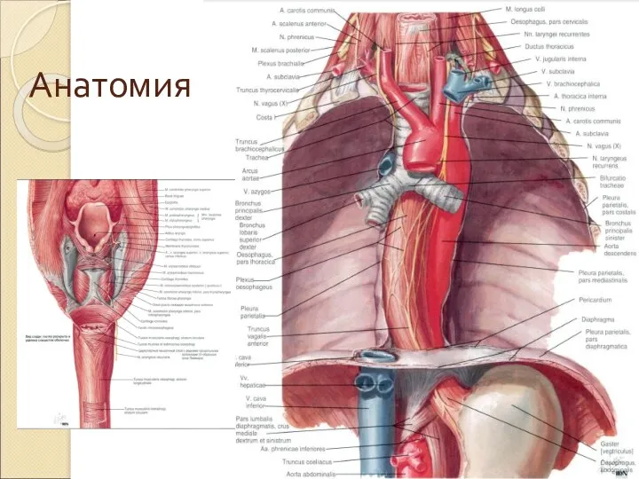 Анатомия