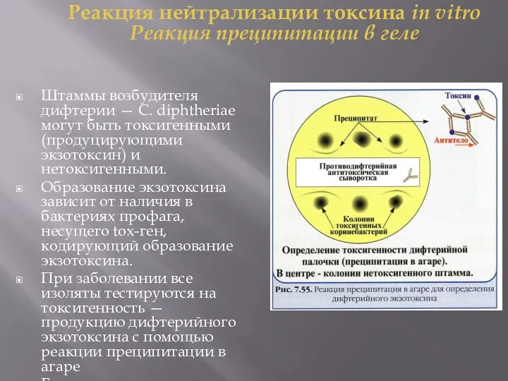 Штаммы возбудителя дифтерии — С. diphtheriae могут быть токсигенными (продуцирующими