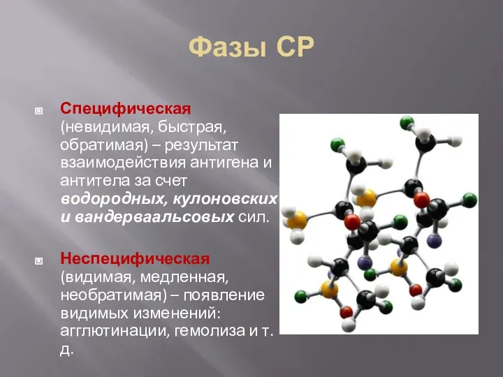 Фазы СР Специфическая (невидимая, быстрая, обратимая) – результат взаимодействия антигена