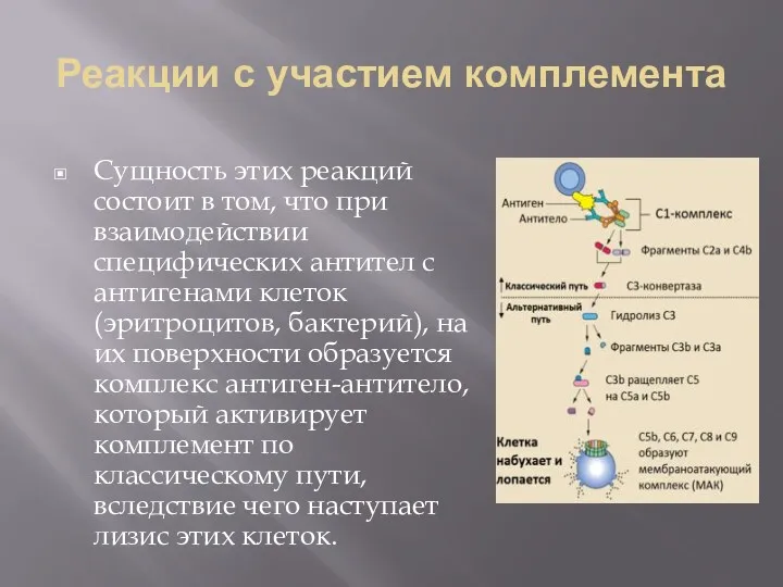 Реакции с участием комплемента Сущность этих реакций состоит в том,