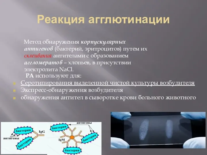 Реакция агглютинации Метод обнаружения корпускулярных антигенов (бактерий, эритроцитов) путем их