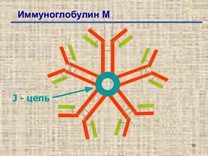 Иммуноглобулин М J - цепь