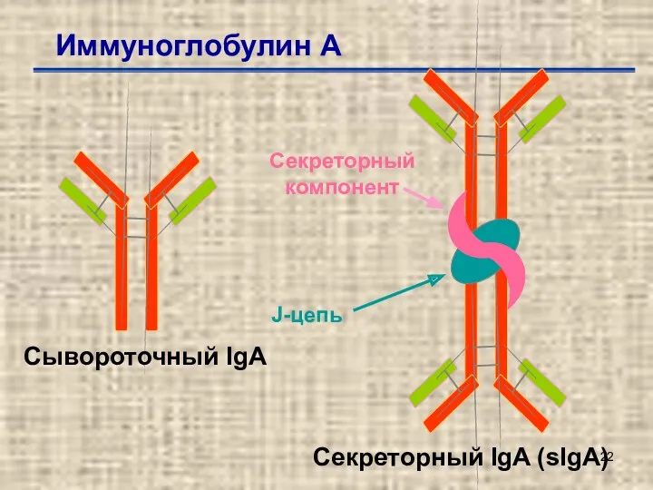 Иммуноглобулин А Секреторный IgA (sIgA) Секреторный компонент J-цепь Сывороточный IgA