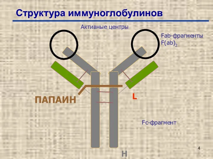 Fab-фрагменты F(ab)2 Fc-фрагмент Активные центры Структура иммуноглобулинов